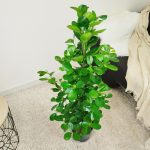 Fikus tępy (Ficus microcarpa 'Moclame') 125cm