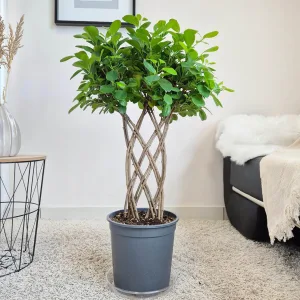 Fikus tępy (Ficus microcarpa 'Moclame') 95cm