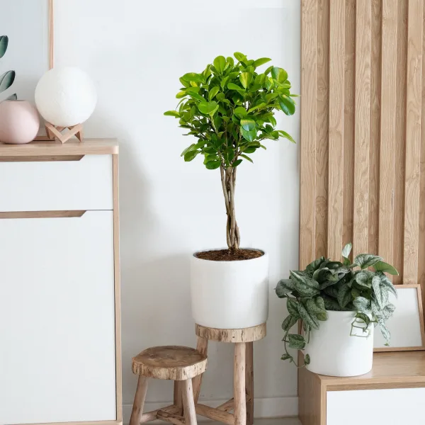 Fikus tępy (Ficus microcarpa 'Moclame') 80cm