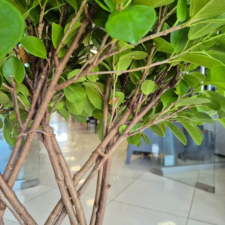Fikus tępy (Ficus microcarpa 'Moclame') 95cm