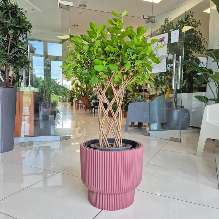 Fikus tępy (Ficus microcarpa 'Moclame') 95cm