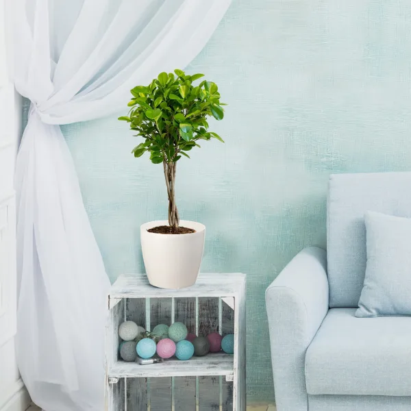 Fikus tępy (Ficus microcarpa 'Moclame') 80cm