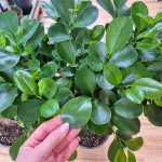 Fikus tępy (Ficus microcarpa 'Moclame') 95cm