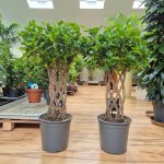 Fikus tępy (Ficus microcarpa 'Moclame') 95cm