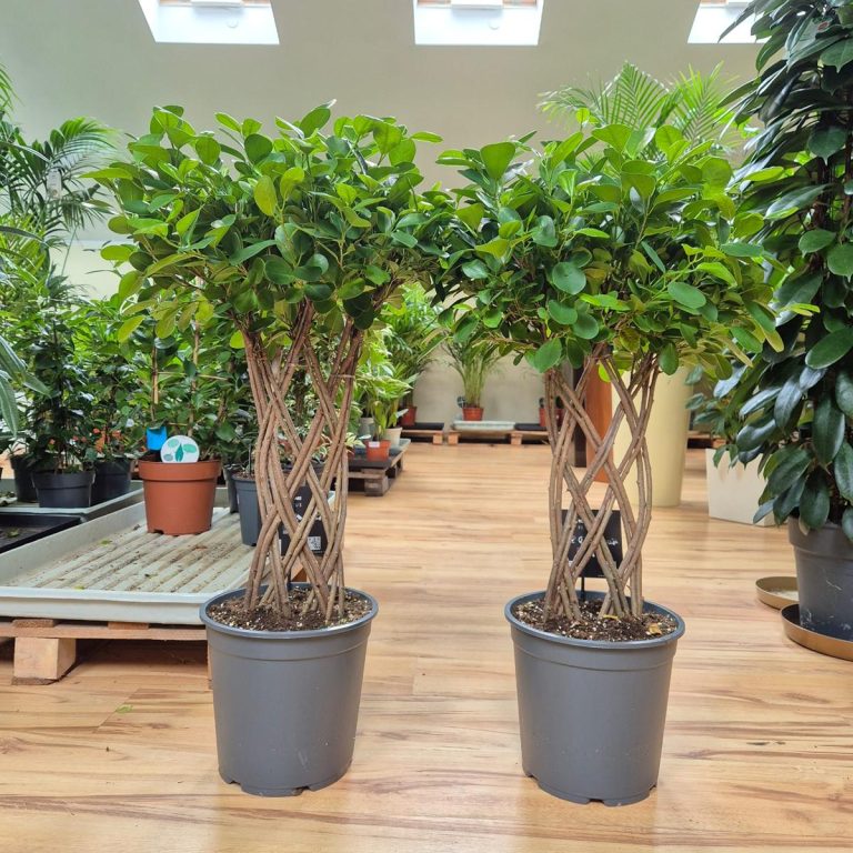 Fikus tępy (Ficus microcarpa 'Moclame') 95cm