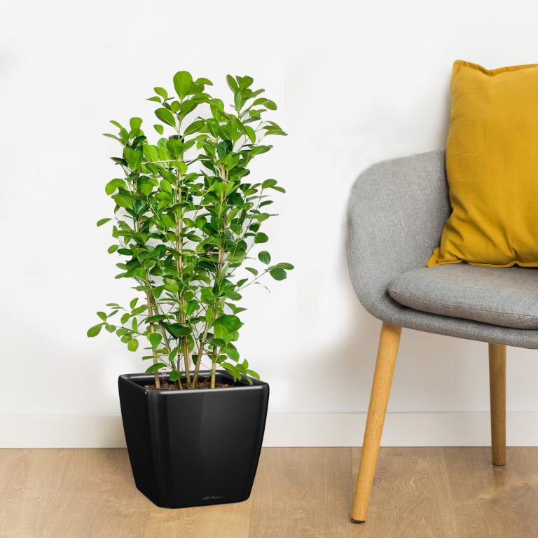 Fikus tępy (Ficus microcarpa 'Moclame') 100cm