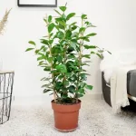Fikus tępy (Ficus microcarpa 'Moclame') 90cm
