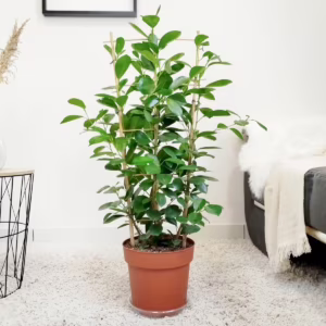 Fikus tępy (Ficus microcarpa 'Moclame') 90-100cm