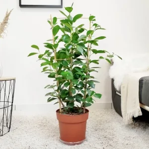Fikus tępy (Ficus microcarpa 'Moclame') 90cm