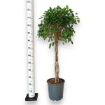 Fikus tępy (Ficus microcarpa 'Nitida') 125cm