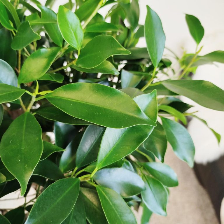 Fikus tępy (Ficus microcarpa 'Nitida') 125cm