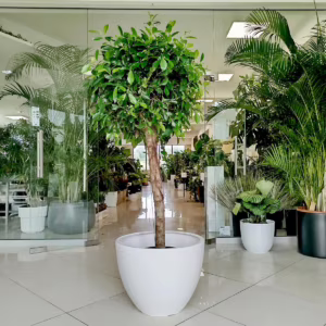 Fikus tępy (Ficus microcarpa 'Nitida') 165-175cm