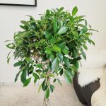 Fikus tępy (Ficus microcarpa 'Nitida') 125cm