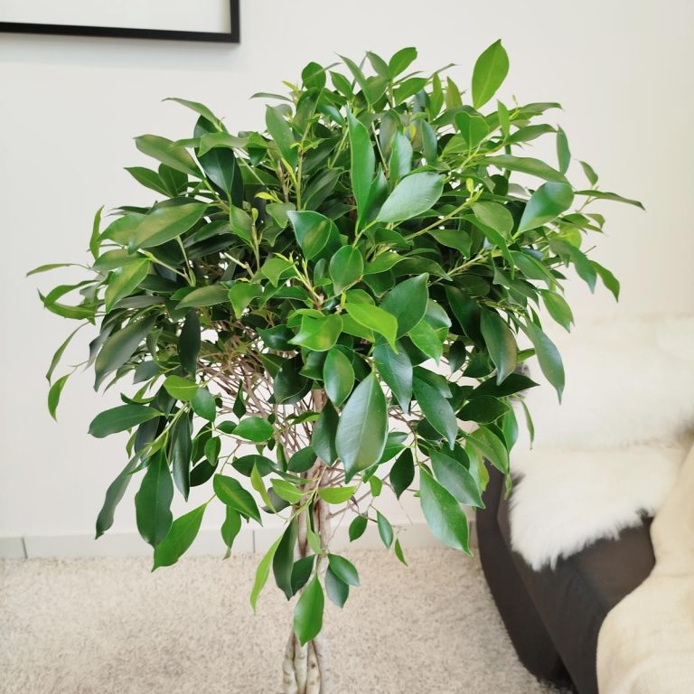 Fikus tępy (Ficus microcarpa 'Nitida') 125cm