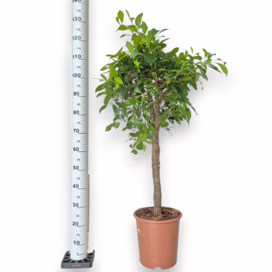 Fikus tępy (Ficus microcarpa 'Nitida') 120-130cm