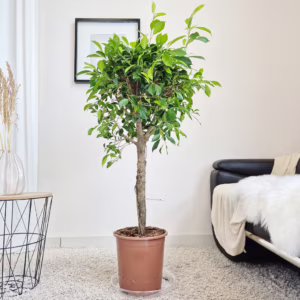 Fikus tępy (Ficus microcarpa 'Nitida') 120-130cm