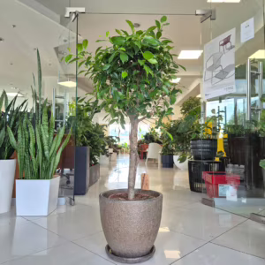 Fikus tępy (Ficus microcarpa 'Nitida') 120-130cm