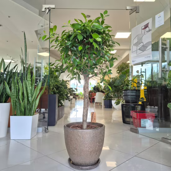 Fikus tępy (Ficus microcarpa 'Nitida') 120-130cm