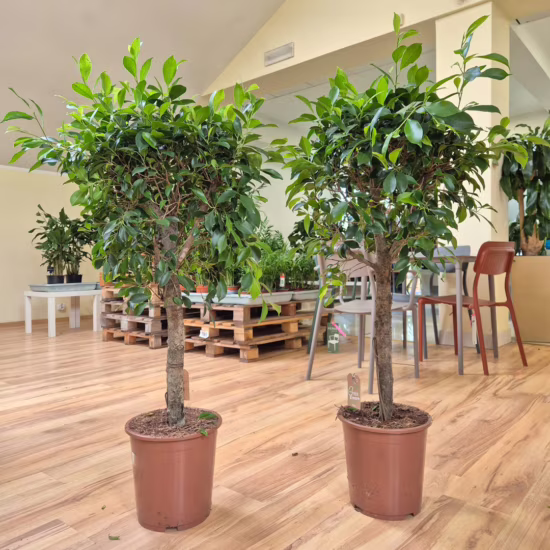 Fikus tępy (Ficus microcarpa 'Nitida') 120-130cm
