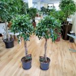 Fikus tępy (Ficus microcarpa 'Nitida') 125cm