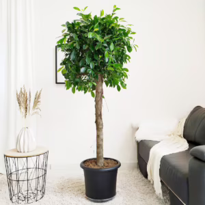 Fikus tępy (Ficus microcarpa 'Nitida') 165-175cm