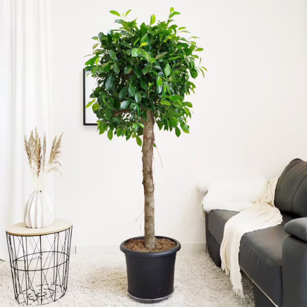 Fikus tępy (Ficus microcarpa 'Nitida') 165-175cm