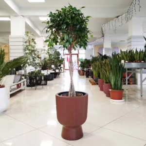 Fikus tępy (Ficus microcarpa 'Nitida') 120-130cm