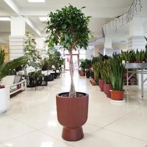 Fikus tępy (Ficus microcarpa 'Nitida') 125cm
