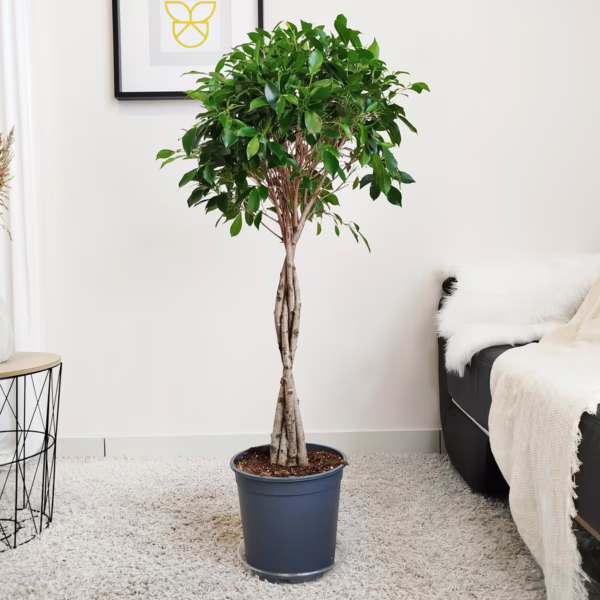 Fikus tępy (Ficus microcarpa 'Nitida') 120-130cm