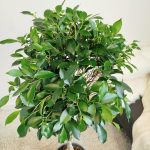 Fikus tępy (Ficus microcarpa 'Nitida') 125cm