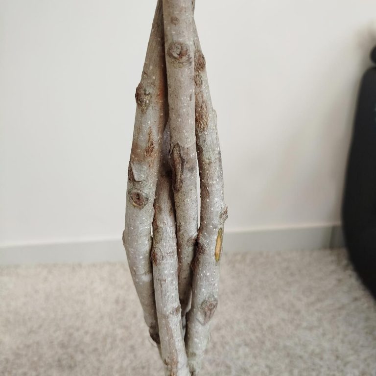 Fikus tępy (Ficus microcarpa 'Nitida') 125cm