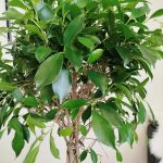 Fikus tępy (Ficus microcarpa 'Nitida') 125cm