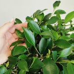 Fikus tępy (Ficus microcarpa 'Nitida') 125cm