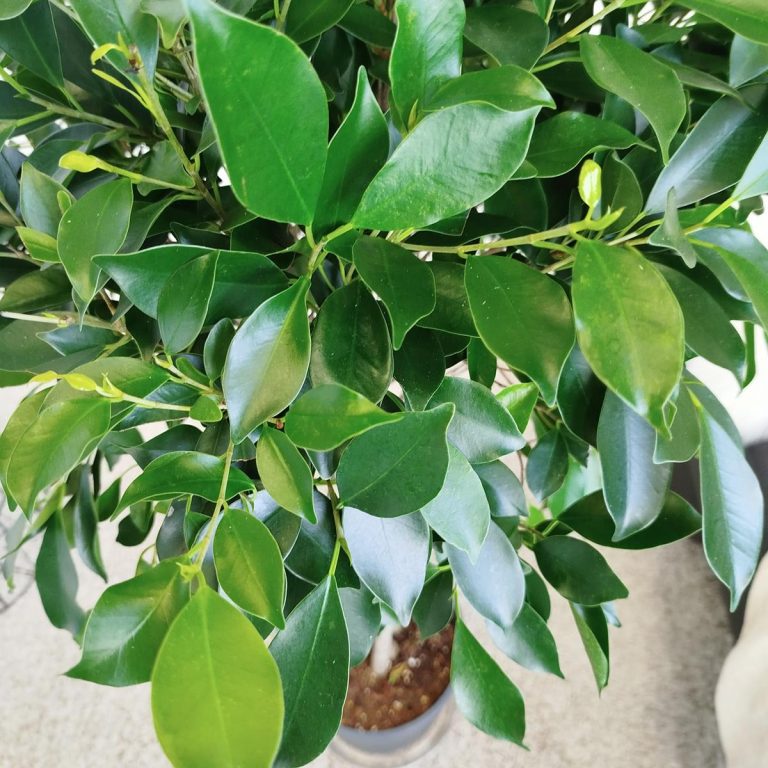 Fikus tępy (Ficus microcarpa 'Nitida') 125cm