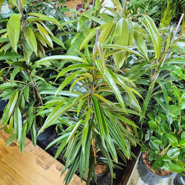 Fikus wierzbolistny (Ficus binnenijkii 'Alii') 90cm