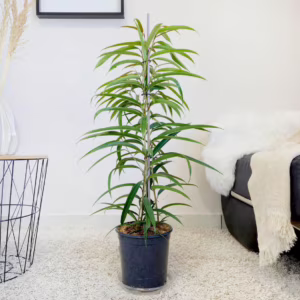 Fikus wierzbolistny (Ficus binnenijkii 'Alii') 90-100cm