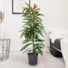 Fikus wierzbolistny (Ficus binnenijkii ‘Amstel King’) 100-110cm