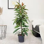 Fikus wierzbolistny (Ficus binnenijkii 'Amstel King') 110cm