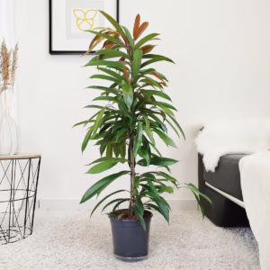 Fikus wierzbolistny (Ficus binnenijkii 'Amstel King') 100-110cm