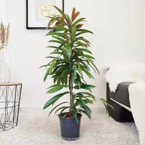 Fikus wierzbolistny (Ficus binnenijkii 'Amstel King') 110cm