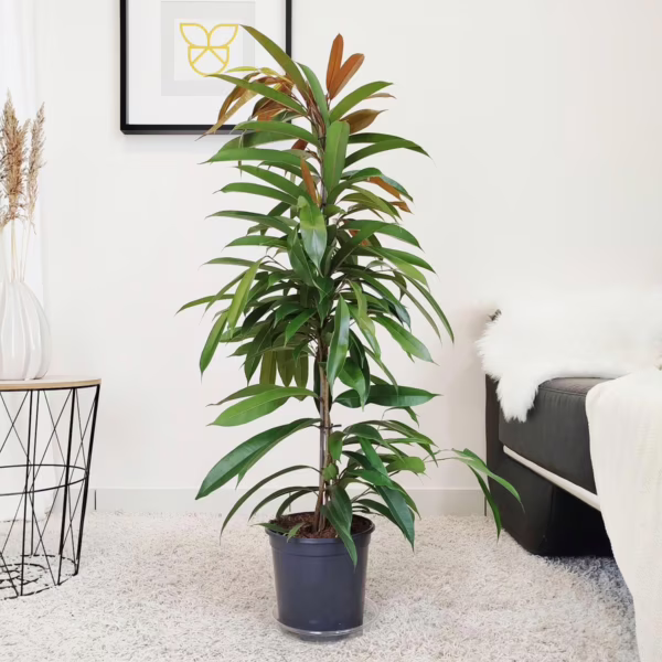 Fikus wierzbolistny (Ficus binnenijkii 'Amstel King') 100-110cm
