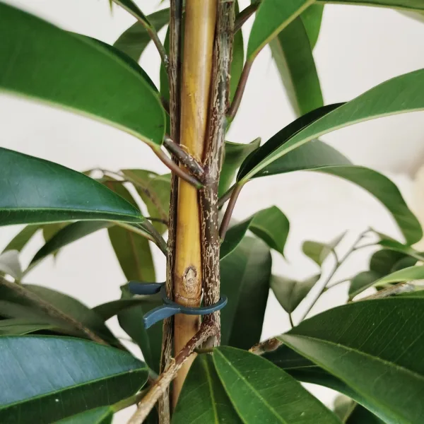 Fikus wierzbolistny (Ficus binnenijkii 'Amstel King') 150cm