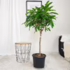 Fikus wierzbolistny (Ficus binnenijkii ‘Amstel King’) 100-110cm