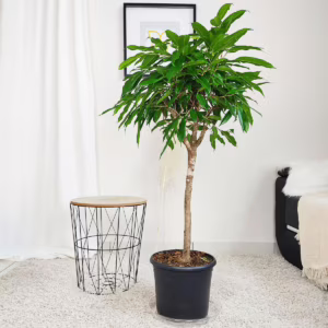 Fikus wierzbolistny (Ficus binnenijkii 'Amstel King') 100-110cm
