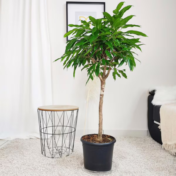 Fikus wierzbolistny (Ficus binnenijkii 'Amstel King') 100-110cm