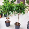 Fikus wierzbolistny (Ficus binnenijkii ‘Amstel King’) 100-110cm