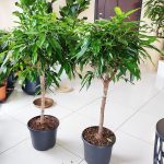 Fikus wierzbolistny (Ficus binnenijkii 'Amstel King') 110cm