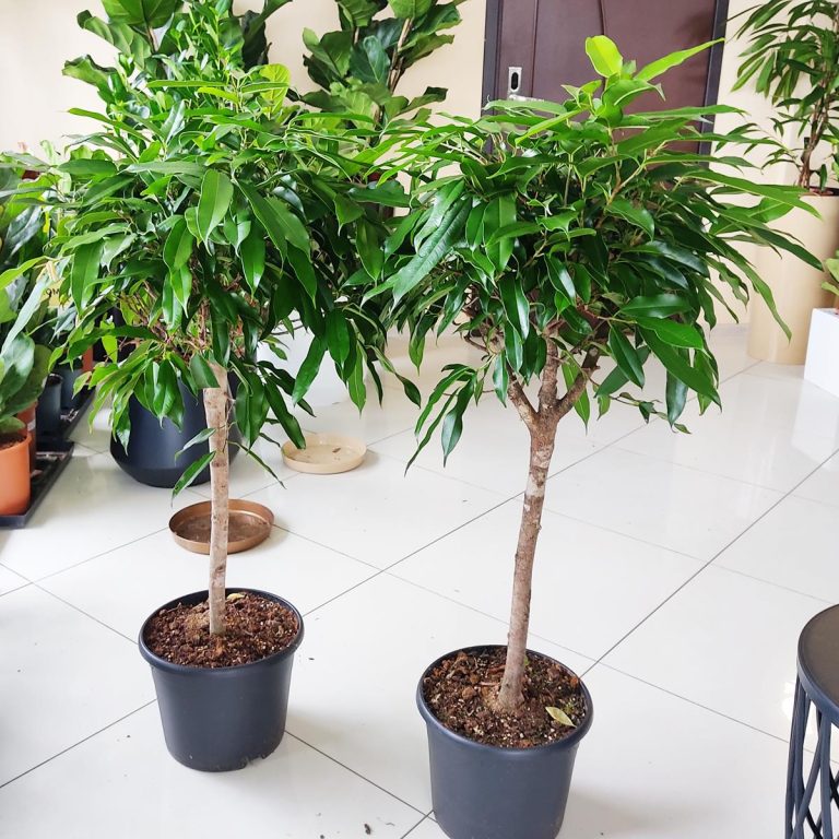 Fikus wierzbolistny (Ficus binnenijkii 'Amstel King') 110cm