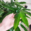 Fikus wierzbolistny (Ficus binnenijkii ‘Amstel King’) 100-110cm