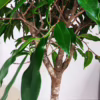 Fikus wierzbolistny (Ficus binnenijkii ‘Amstel King’) 100-110cm
